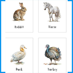 Flash cards fpr kids